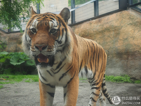 北海道札幌的散步之旅,日本北海道小樽旅游攻略
