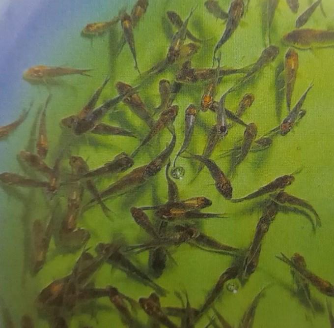 红白大正锦鲤的挑选标准,锦鲤大正三色鱼苗