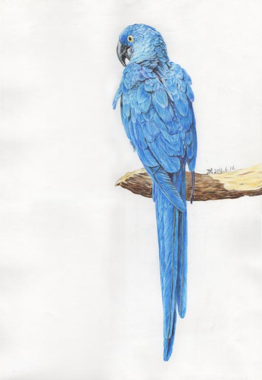 干货彩铅画新手入门必知,初学者彩铅画材推荐