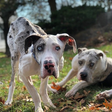 *亲近**繁殖狗狗后腿萎缩，狗兄弟陪它一路复健