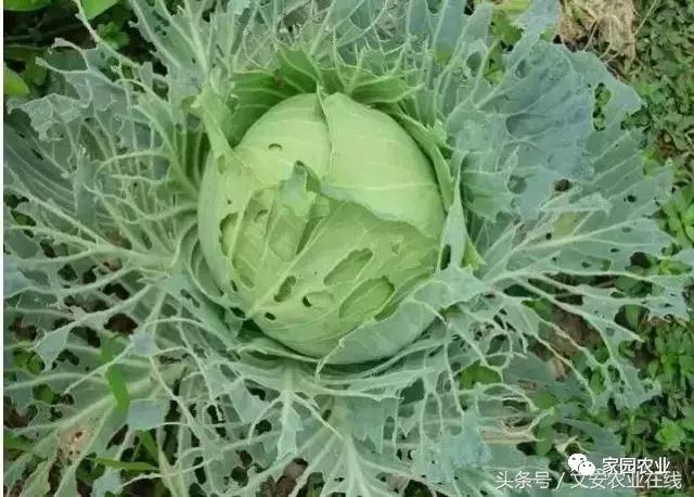 五种诱捕蔬菜害虫的技术措施,蔬菜常见的害虫有哪些