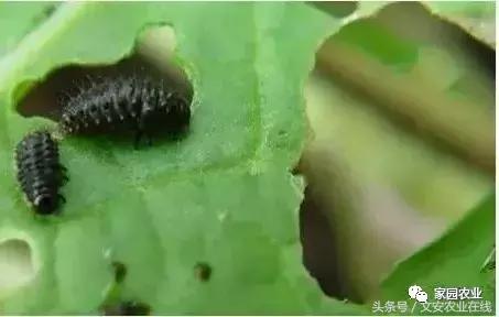 五种诱捕蔬菜害虫的技术措施,蔬菜常见的害虫有哪些