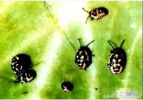 五种诱捕蔬菜害虫的技术措施,蔬菜常见的害虫有哪些