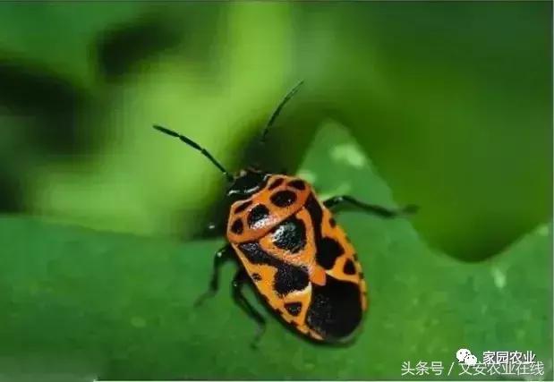 五种诱捕蔬菜害虫的技术措施,蔬菜常见的害虫有哪些