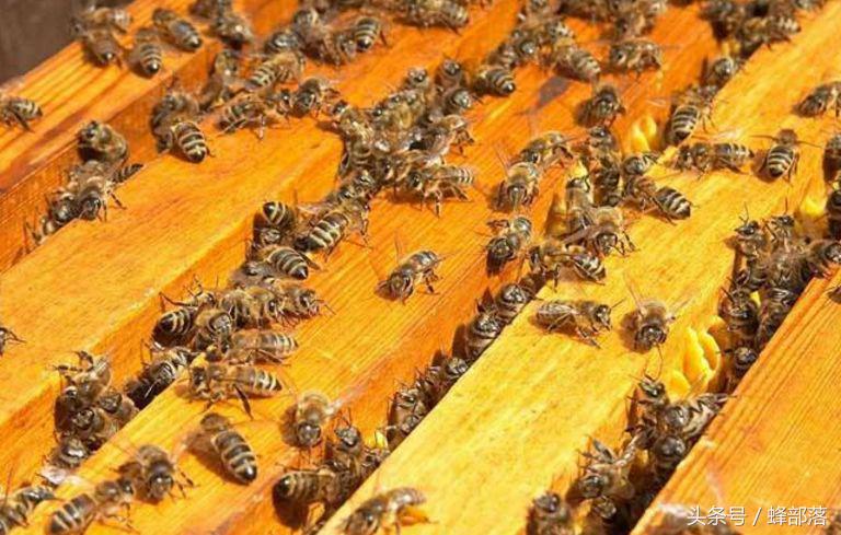 懒人养中蜂的技巧和方法,高效健康养中蜂技术问答