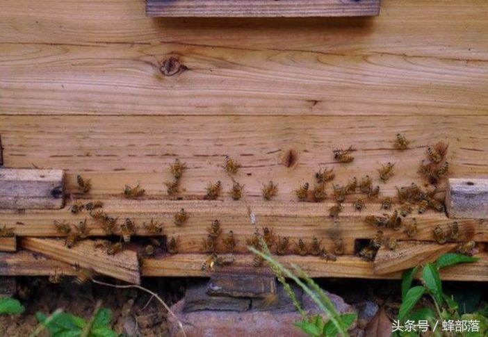 懒人养中蜂的技巧和方法,高效健康养中蜂技术问答