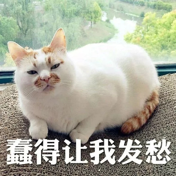 男不养猫?你这么会讲话,一定没有姑娘要你这条单身狗吧