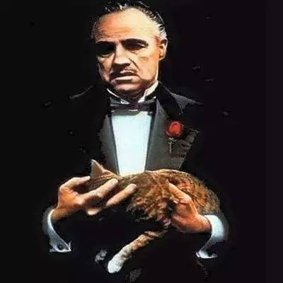 男不养猫?你这么会讲话,一定没有姑娘要你这条单身狗吧