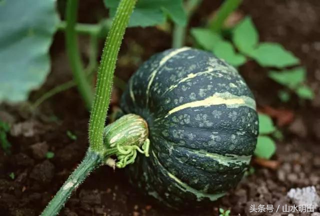 贝贝南瓜有的香甜有的不好吃,贝贝南瓜和栗子南瓜是一样的吗