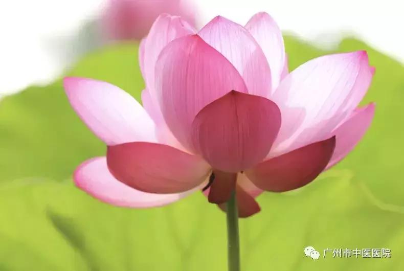 脾虚脸上长痘喝红豆薏米茶吗,长痘的可以喝红豆薏米茶吗