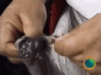 不可思议的重口味饮品：青蛙榨汁、蟑螂制奶？