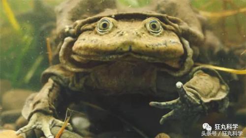 不可思议的重口味饮品：青蛙榨汁、蟑螂制奶？