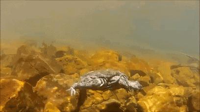 不可思议的重口味饮品：青蛙榨汁、蟑螂制奶？