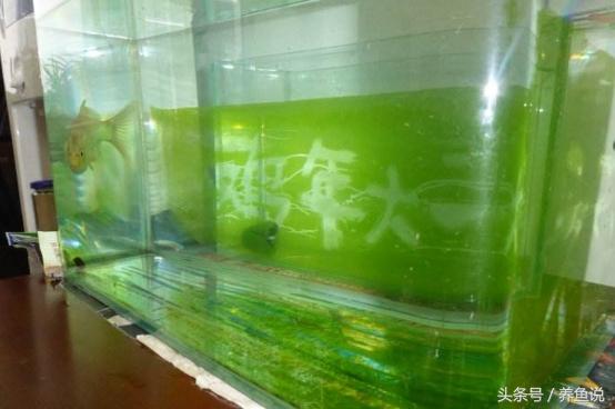 观赏鱼缸里长青苔了怎么办?别急着除掉,它有这3点好处