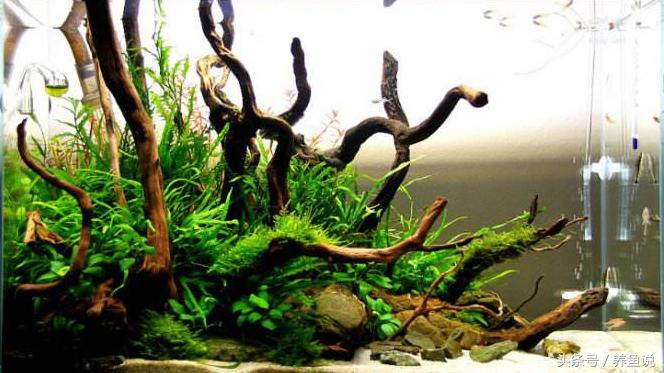 观赏鱼缸里长青苔了怎么办?别急着除掉,它有这3点好处