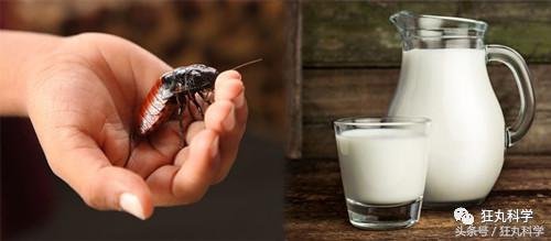 不可思议的重口味饮品：青蛙榨汁、蟑螂制奶？