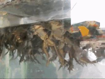 不可思议的重口味饮品：青蛙榨汁、蟑螂制奶？