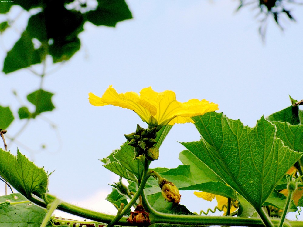 南瓜怎么管理才肯结果不掉果,南瓜落果的解决办法