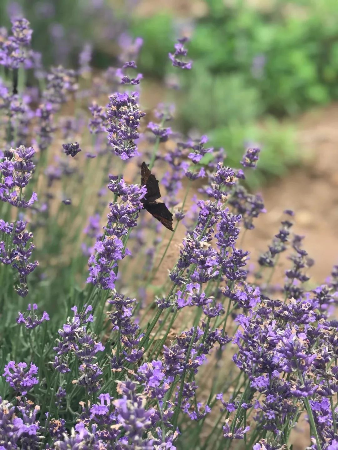 溽暑蒸人什么意思,溽暑蒸人