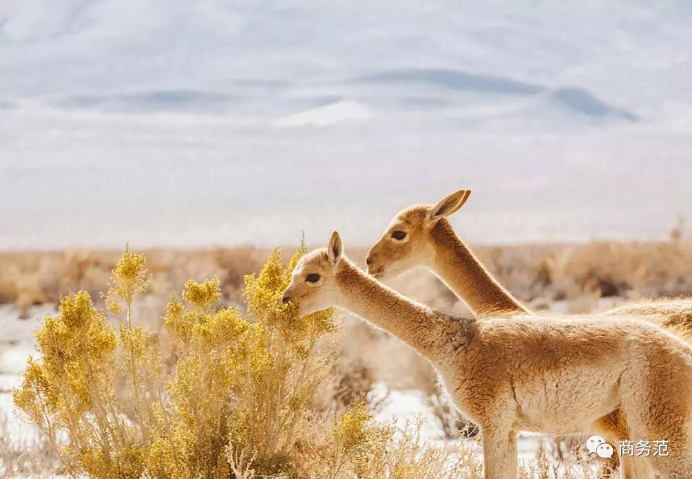 英国必买品牌推荐,去英国必买的十大品牌