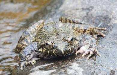 被称为百蛙之王,有钱也买不到,营养是一般牛蛙的5倍!