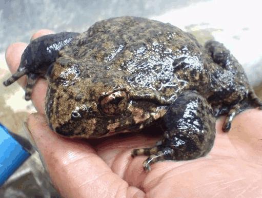 被称为百蛙之王,有钱也买不到,营养是一般牛蛙的5倍!