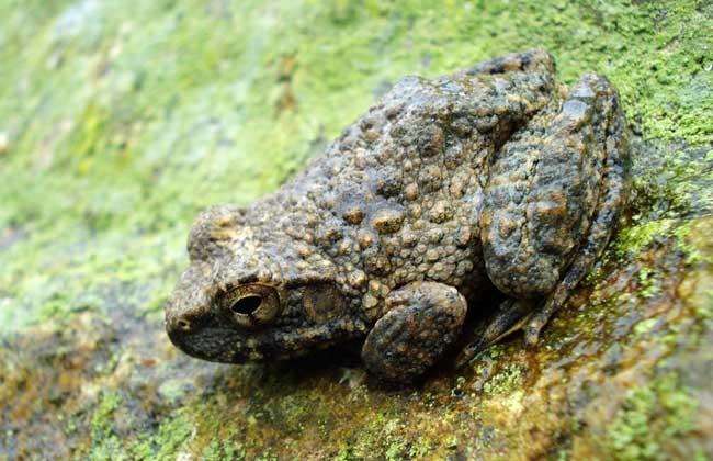 被称为百蛙之王,有钱也买不到,营养是一般牛蛙的5倍!