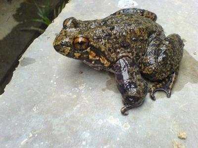 被称为百蛙之王,有钱也买不到,营养是一般牛蛙的5倍!