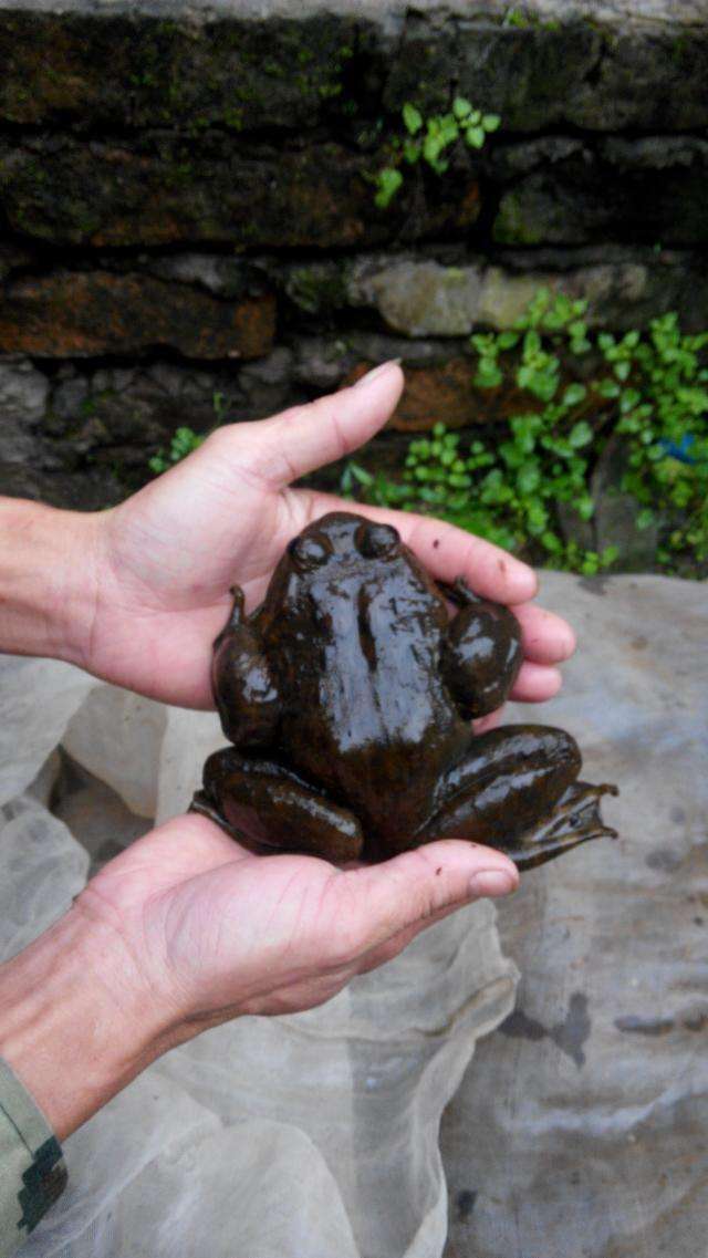 被称为百蛙之王,有钱也买不到,营养是一般牛蛙的5倍!