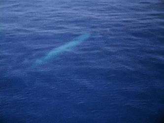 蓝鲸为啥比鲨鱼重那么多,蓝鲸和鲨鱼为什么蓝鲸大