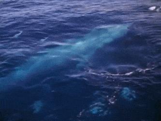 蓝鲸为啥比鲨鱼重那么多,蓝鲸和鲨鱼为什么蓝鲸大