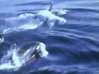 蓝鲸为啥比鲨鱼重那么多,蓝鲸和鲨鱼为什么蓝鲸大