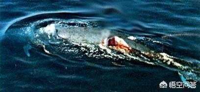 蓝鲸为啥比鲨鱼重那么多,蓝鲸和鲨鱼为什么蓝鲸大