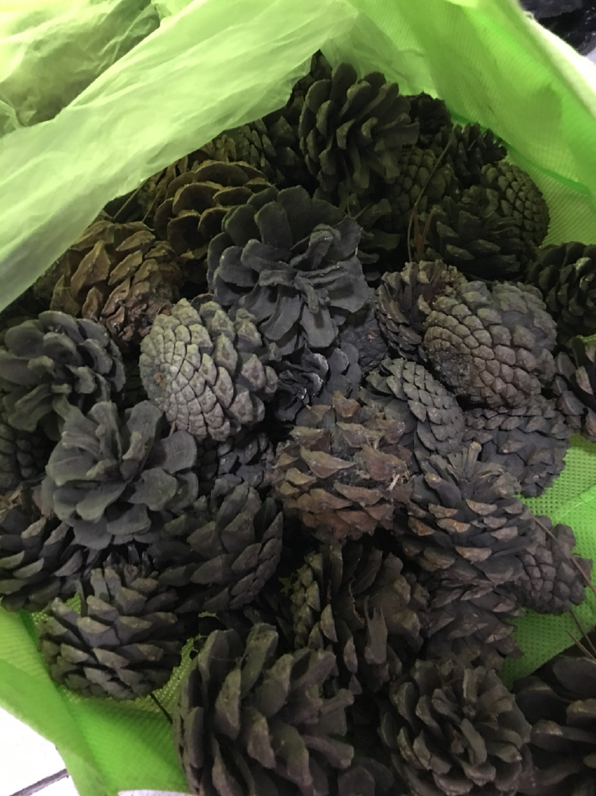 扦插蝴蝶梅要套袋吗,扦插蝴蝶梅叶片喷水可以吗