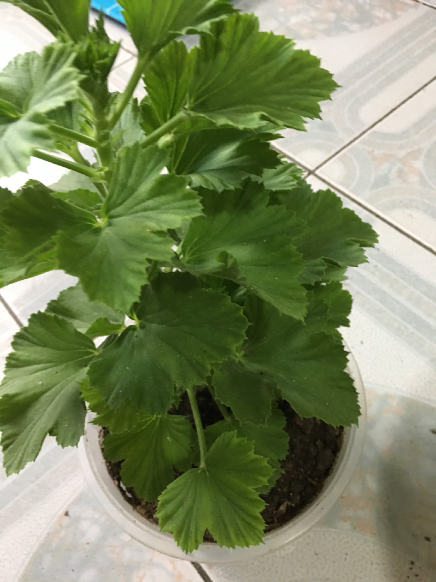 扦插蝴蝶梅要套袋吗,扦插蝴蝶梅叶片喷水可以吗