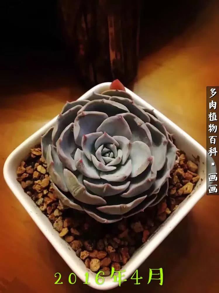 鍒氬ソ閬囪浣犵編濂虫埛澶栫増,鍒氬ソ閬囪澶氳倝