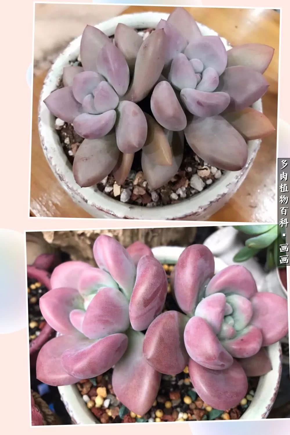 鍒氬ソ閬囪浣犵編濂虫埛澶栫増,鍒氬ソ閬囪澶氳倝