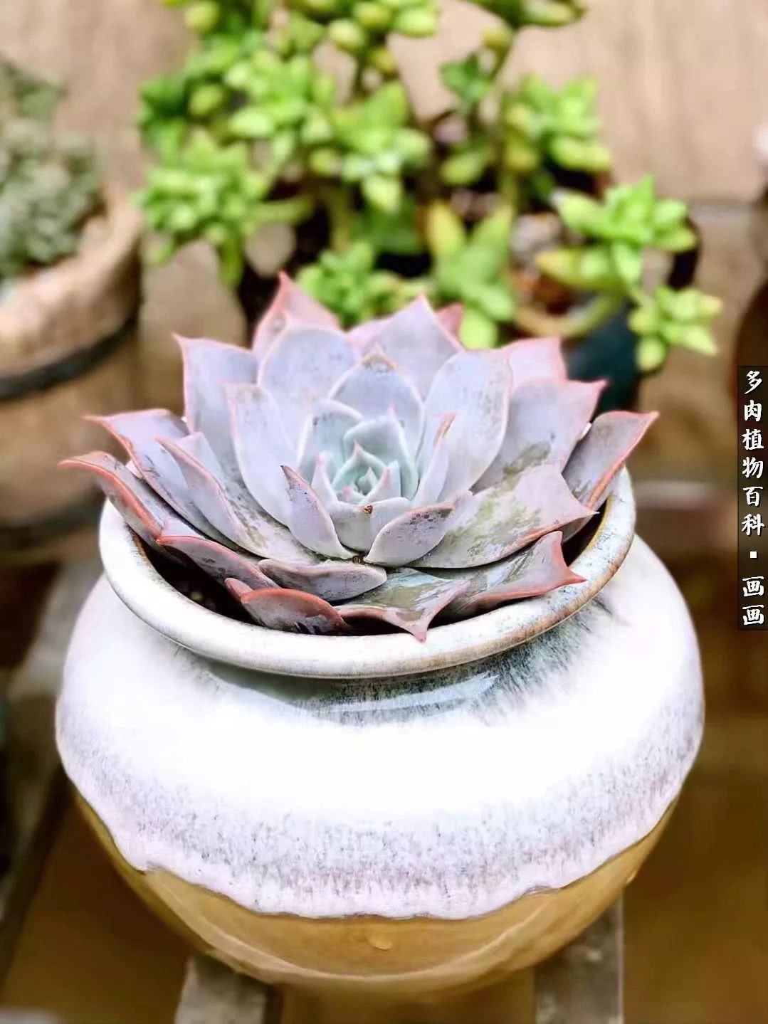 鍒氬ソ閬囪浣犵編濂虫埛澶栫増,鍒氬ソ閬囪澶氳倝