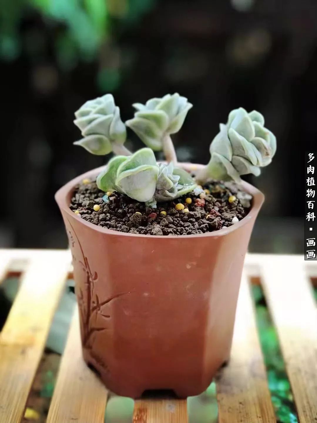 鍒氬ソ閬囪浣犵編濂虫埛澶栫増,鍒氬ソ閬囪澶氳倝