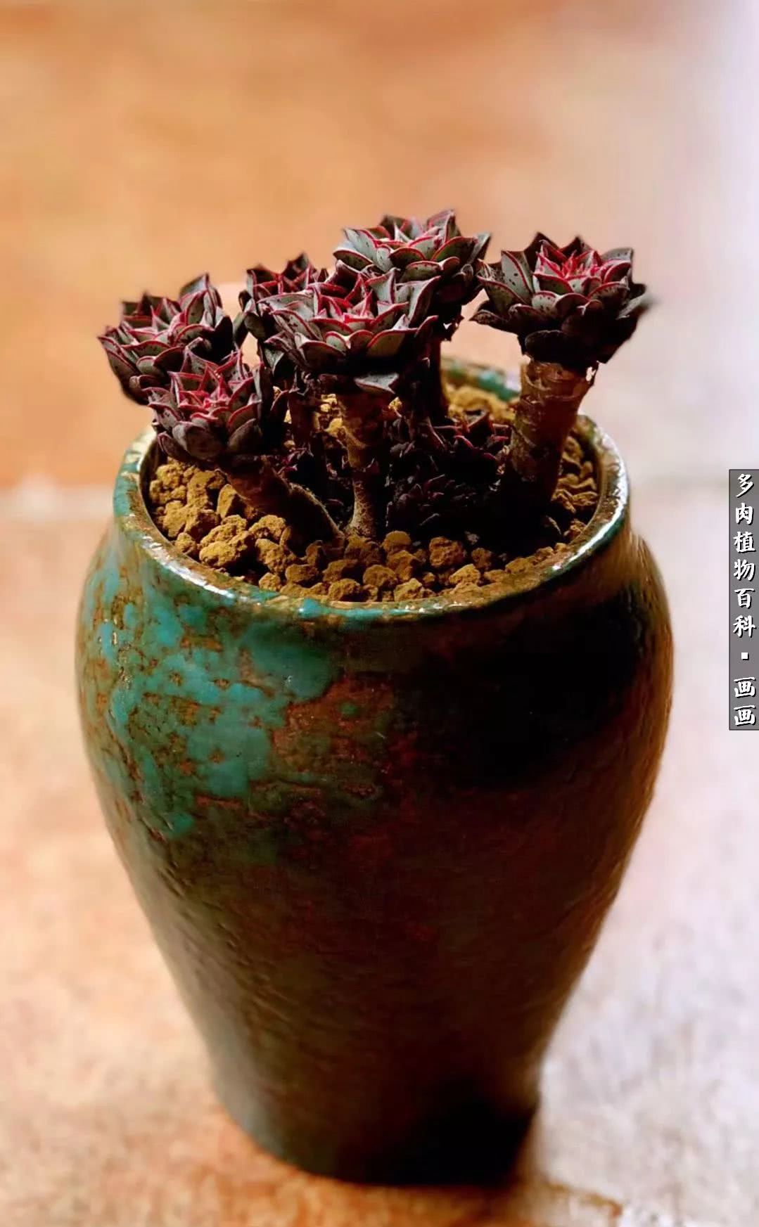 鍒氬ソ閬囪浣犵編濂虫埛澶栫増,鍒氬ソ閬囪澶氳倝