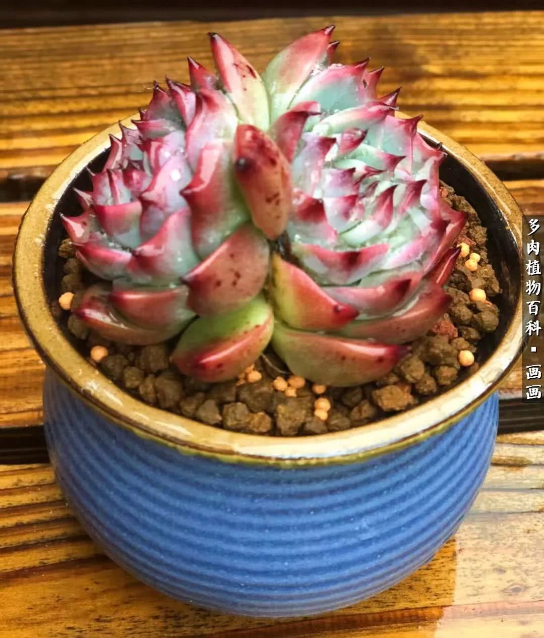 鍒氬ソ閬囪浣犵編濂虫埛澶栫増,鍒氬ソ閬囪澶氳倝