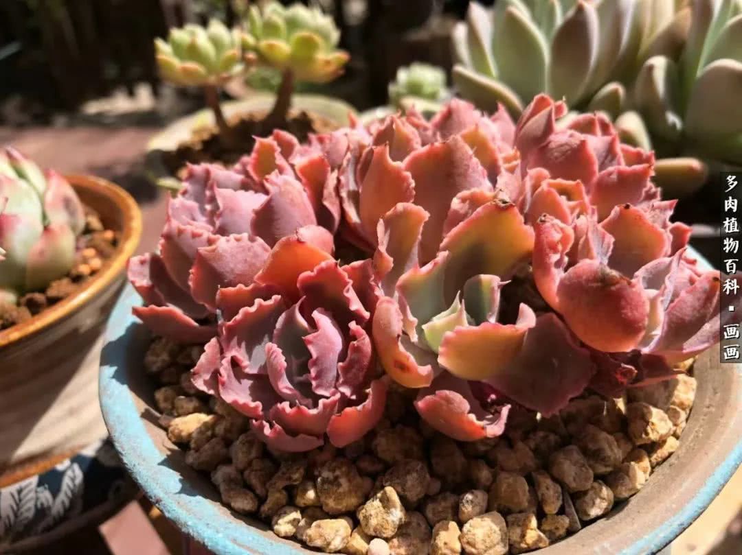 鍒氬ソ閬囪浣犵編濂虫埛澶栫増,鍒氬ソ閬囪澶氳倝