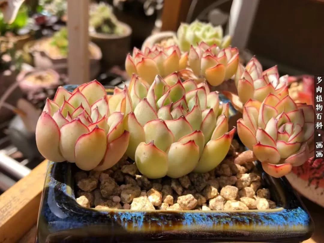 鍒氬ソ閬囪浣犵編濂虫埛澶栫増,鍒氬ソ閬囪澶氳倝