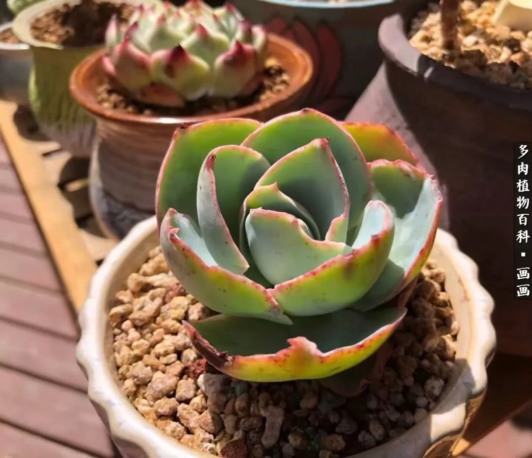 鍒氬ソ閬囪浣犵編濂虫埛澶栫増,鍒氬ソ閬囪澶氳倝