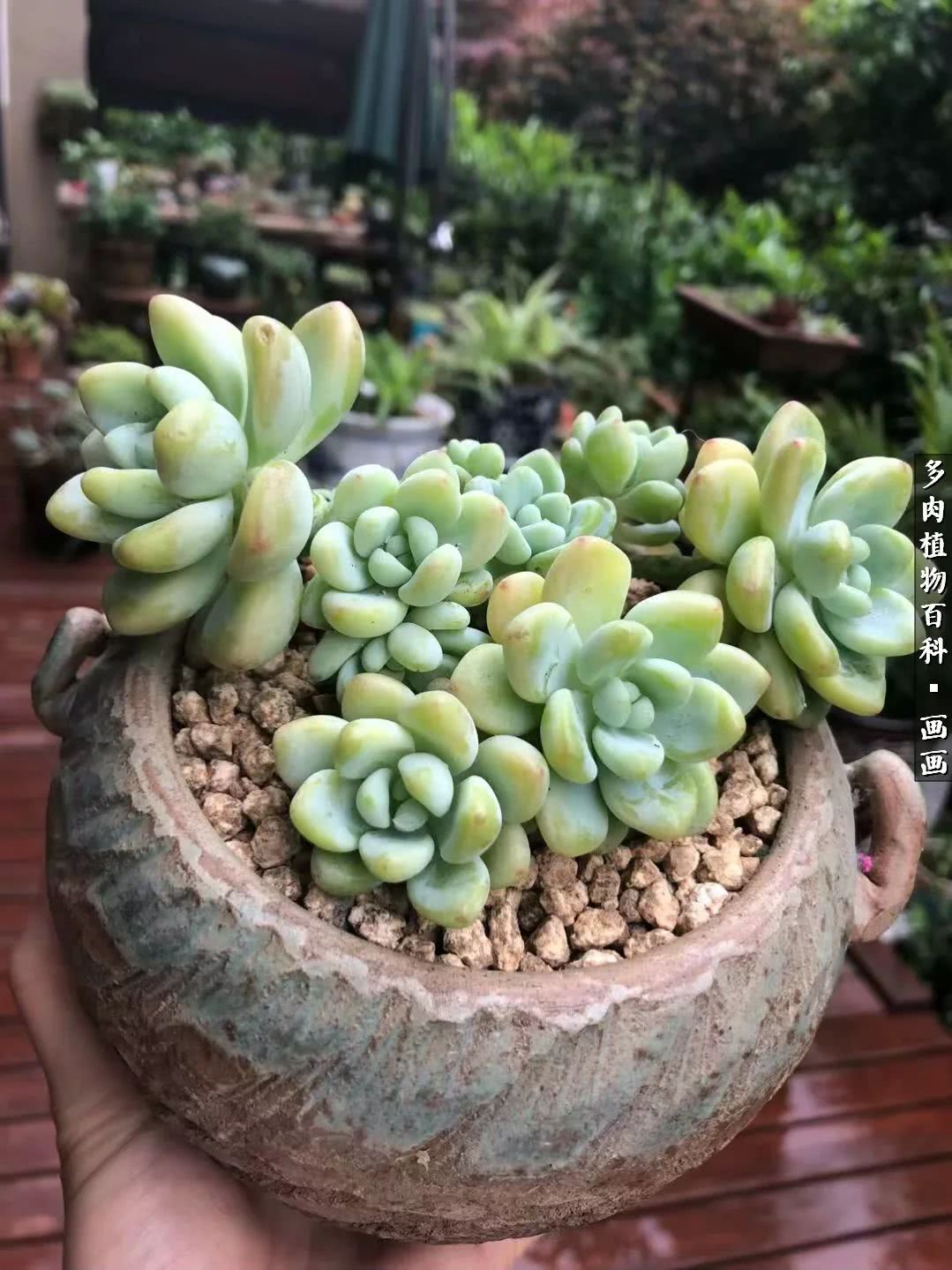 鍒氬ソ閬囪浣犵編濂虫埛澶栫増,鍒氬ソ閬囪澶氳倝