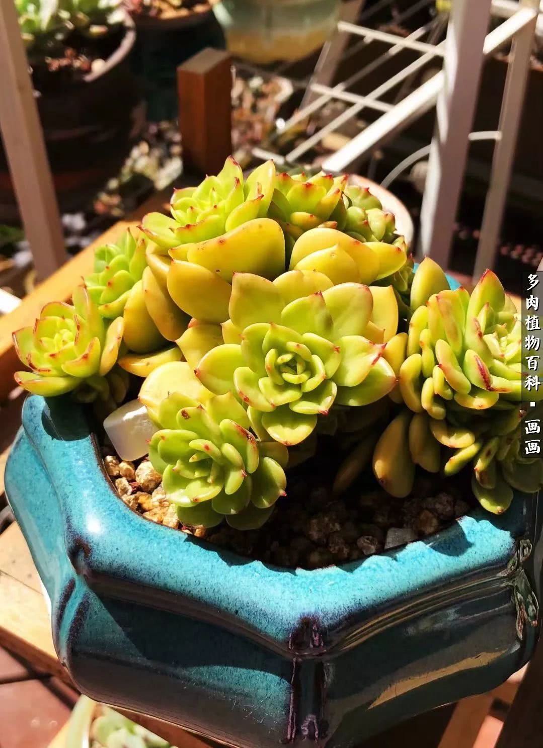 鍒氬ソ閬囪浣犵編濂虫埛澶栫増,鍒氬ソ閬囪澶氳倝