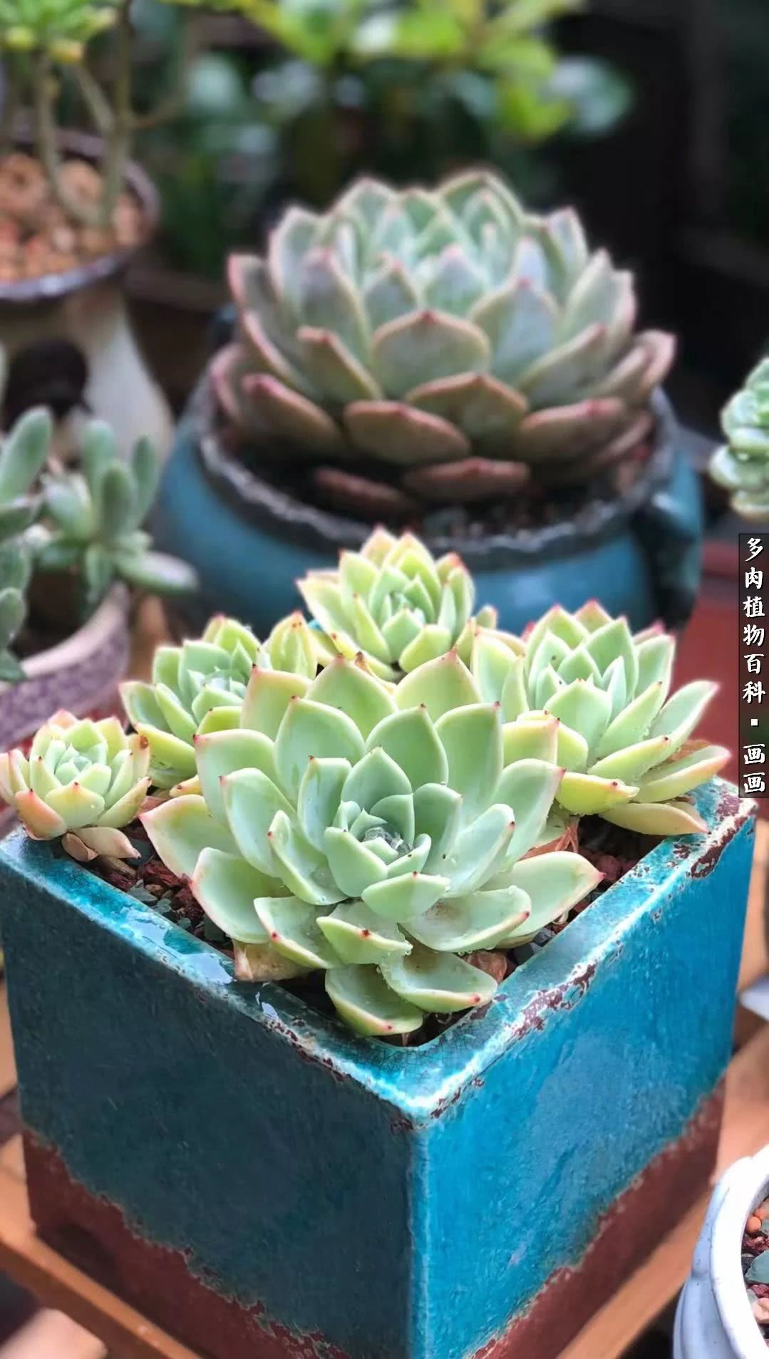 鍒氬ソ閬囪浣犵編濂虫埛澶栫増,鍒氬ソ閬囪澶氳倝