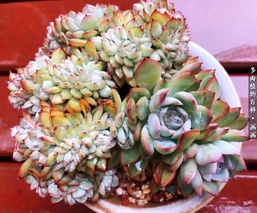 鍒氬ソ閬囪浣犵編濂虫埛澶栫増,鍒氬ソ閬囪澶氳倝