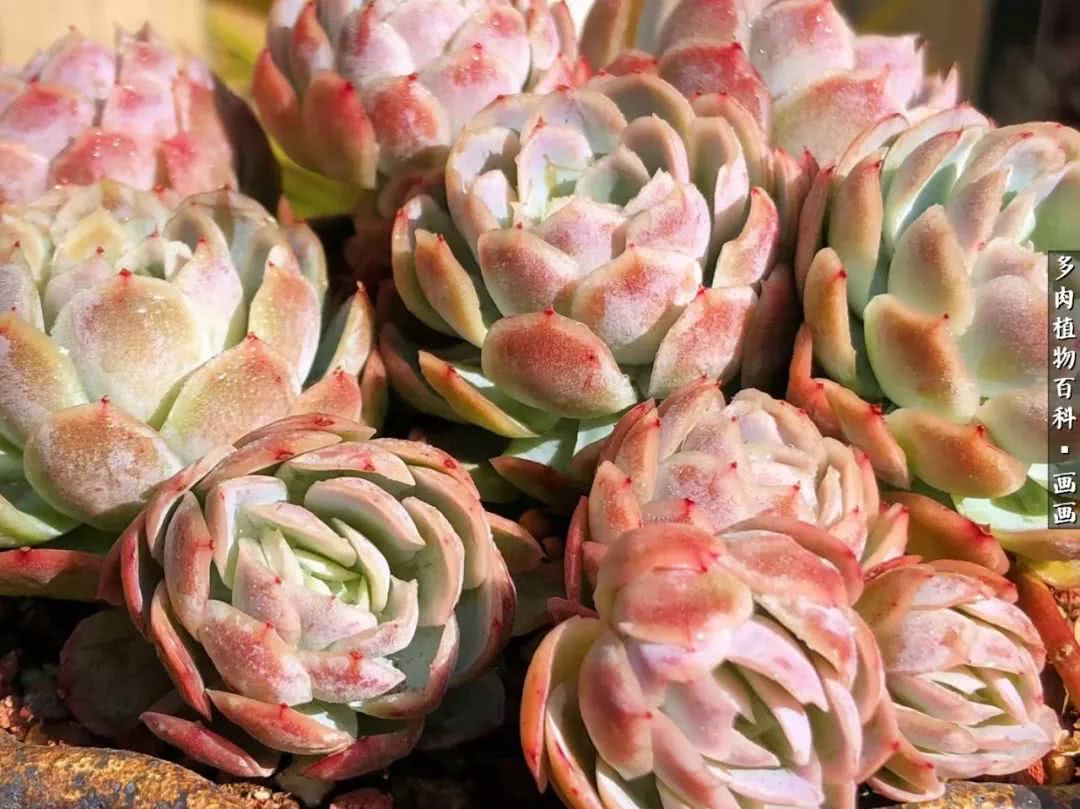 鍒氬ソ閬囪浣犵編濂虫埛澶栫増,鍒氬ソ閬囪澶氳倝