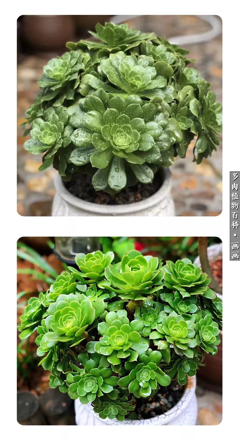 鍒氬ソ閬囪浣犵編濂虫埛澶栫増,鍒氬ソ閬囪澶氳倝